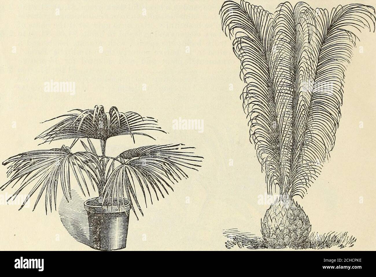 . John Saul's catalogue of plants for the spring of 1884 . ful Palm of low growth $1 50 to ♦Phoenix Dactylifera, (Date Palm.) Leaves long pinnate, dark green, a handsome plant . $1 00 to *Dumosa. Dwarf habit Eeclinata. Leaves pinnate, exceedingly graceful, a fine greenhouse Palm, orfor the flower garden during summer. Fine for decoration, being very graceful 50 cts. to Eupicola. This is one of the most exquisitely graceful amongst Palms, and inelegance takes a similar place to that of Cocos Weddelliana. It is of acaules-cent habit, with wide spreading arching pinnate leaves, a most valuable ac Stock Photo
