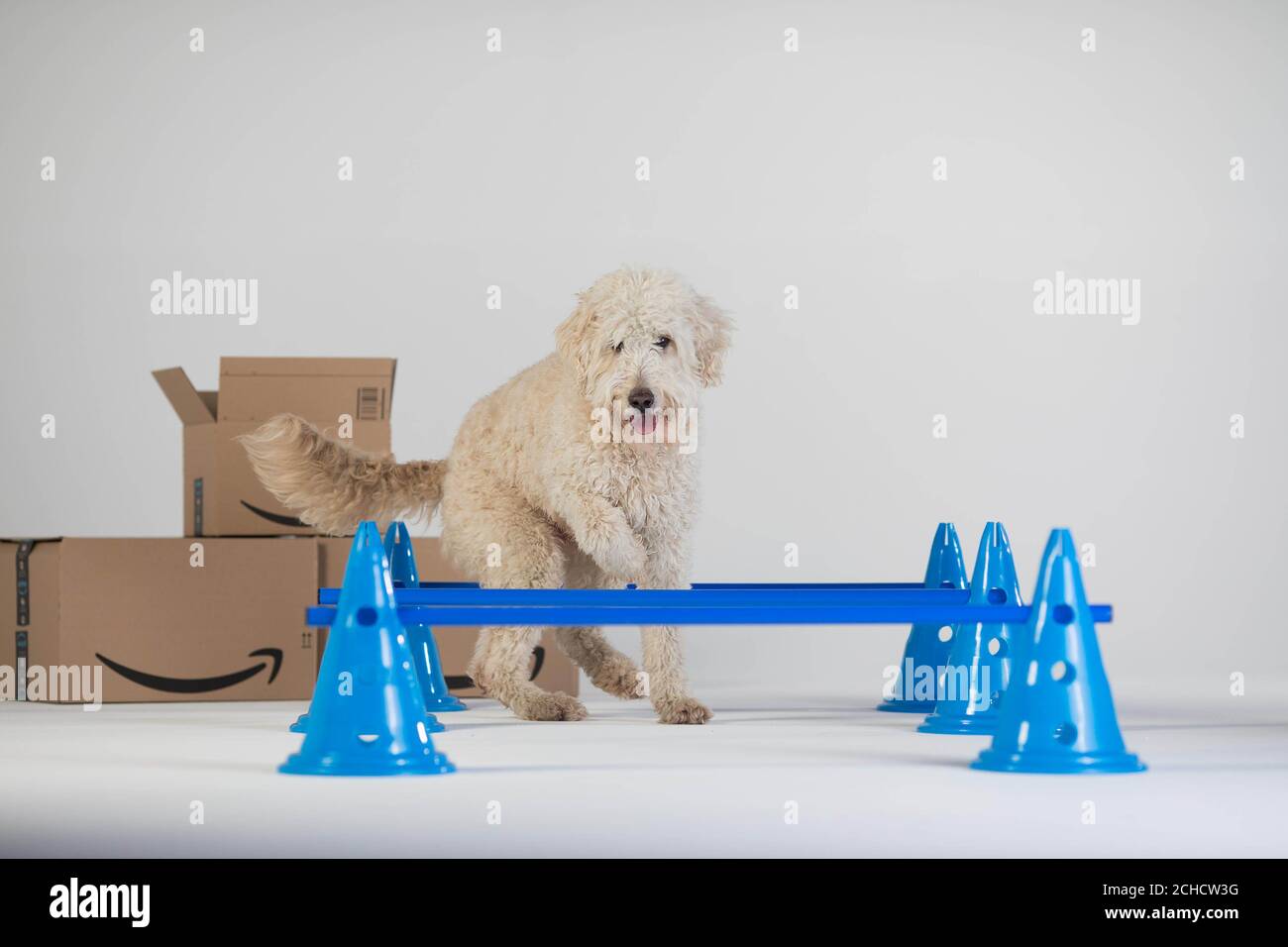 labradoodle agility