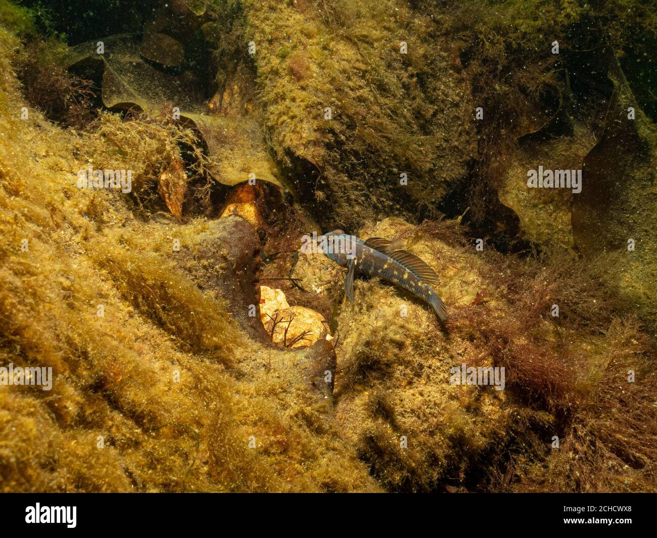 A closeup picture of a Black Goby, Gobius niger in a beautiful marine environment. Picture from Oresund, Malmo in southern Sweden. Stock Photo