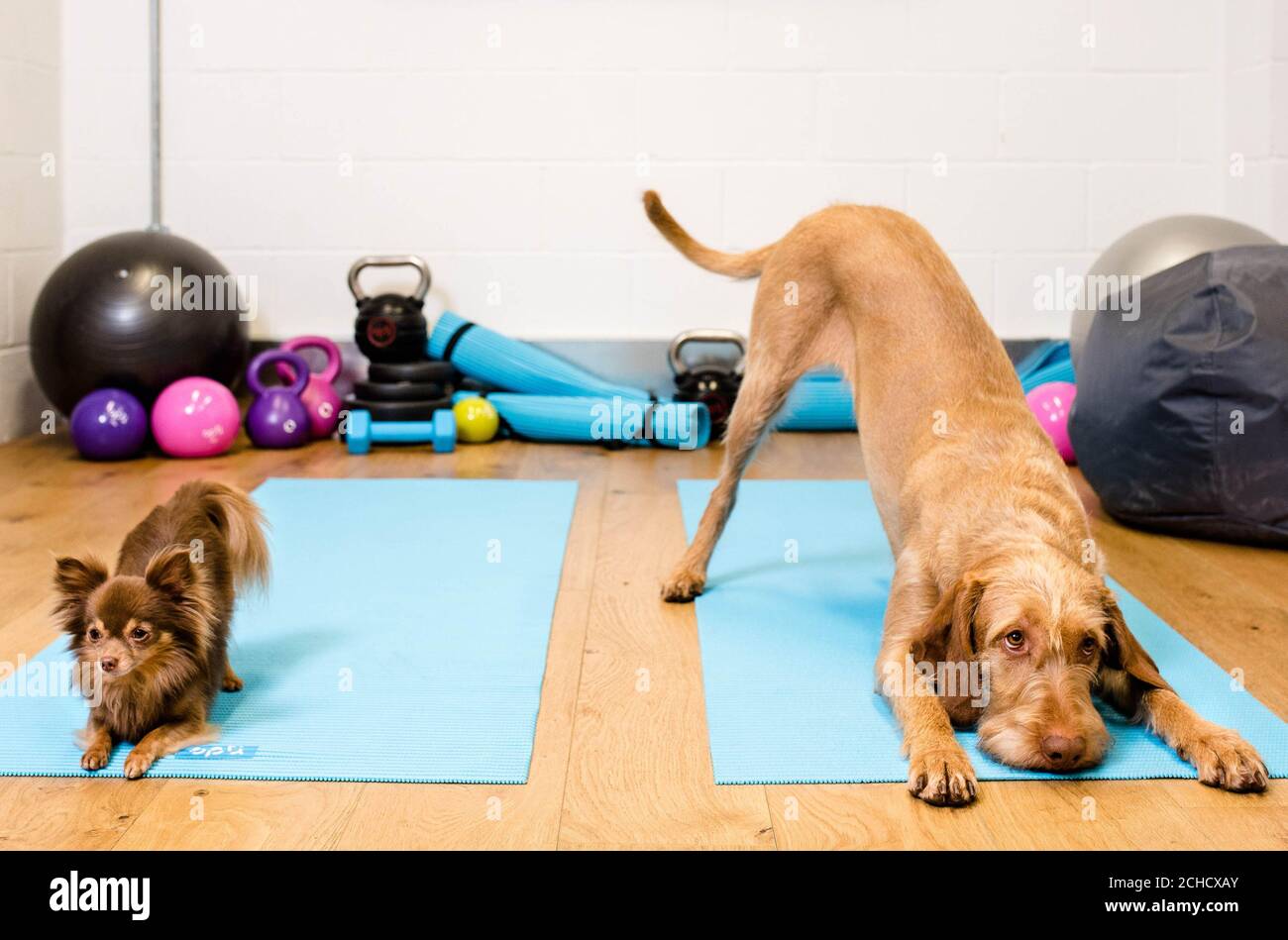 Argos Swiss Ball Outlet Online Up To 58 Off Www Ingeniovirtual Com