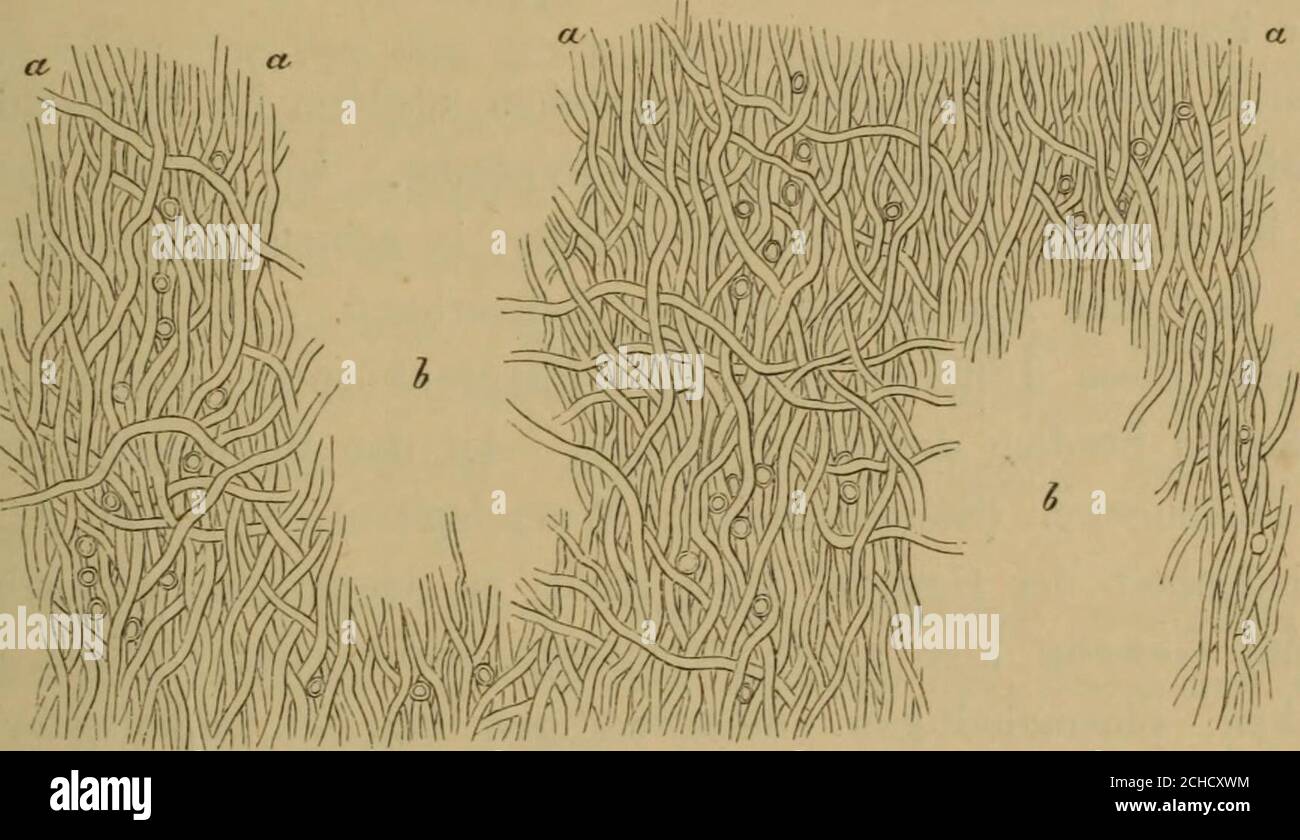 . Grundlagen der Pharmacognosie : Einleitung in das Studium der Rohstoffe des Pflanzenreiches . z. B. des Seeale cornutum, besteht ausauffallend kurzen Hyphen, so dass es auf dünnen Schnitten wie Parenchymaussieht. Ein Längsschnitt, den man durch verdünnte Chromsäure J) Grundlehren der Anatomie undPhysiologie der Pflanzen. Göttingen 1807.-) TictQÜ daneben, darauf und ty/vfxcc das Eingegossene, die Zellen aufeinander stehend gedacht. 3) Von Meyen (Phytonomie, Berlin 1830) eingeführter Ausdruck. 4) Pälus, i, masc., der Pfahl. 5) TiQog gegen, zwischen und ty/vpa (s. oben) die Zellen zwischen ein- Stock Photo