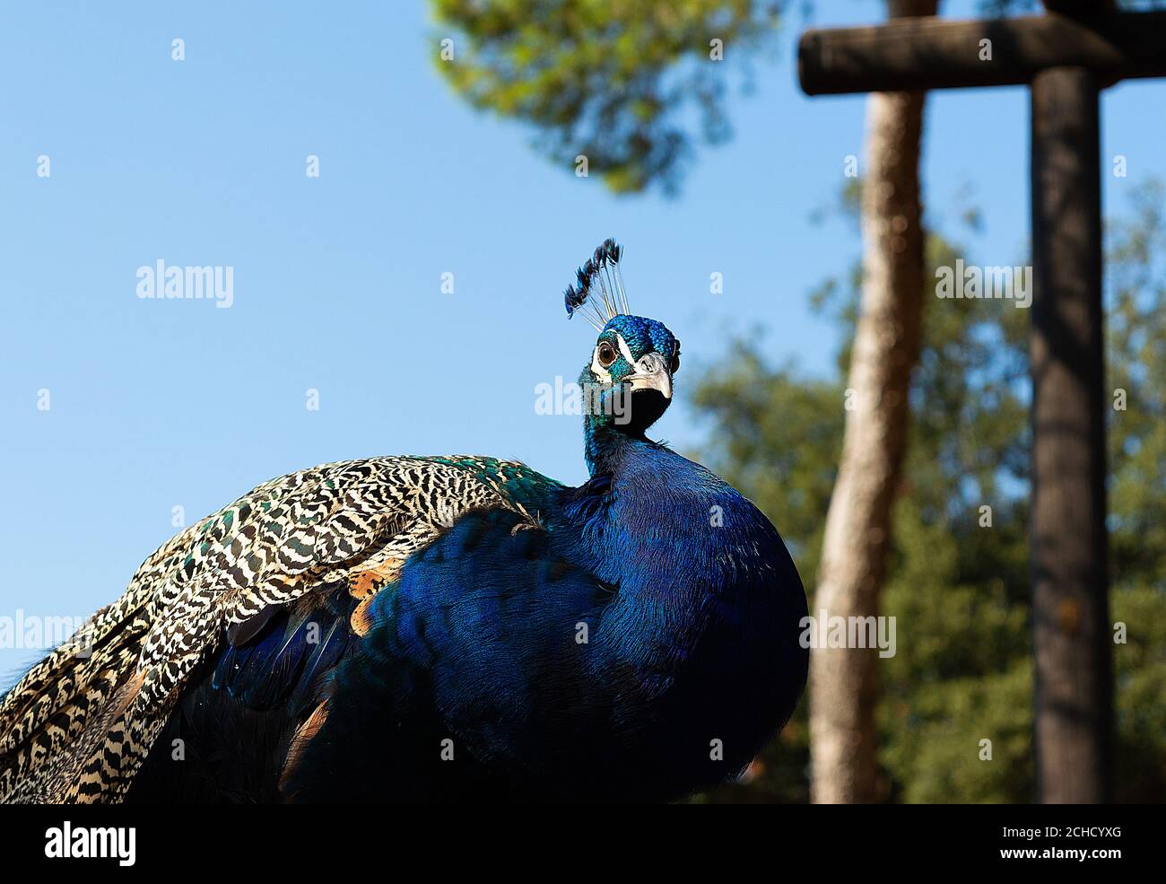Beautiful male indian peacock hi-res stock photography and images - Alamy