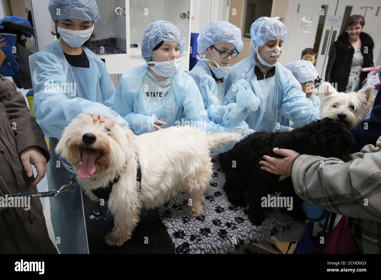 pretend animal hospital