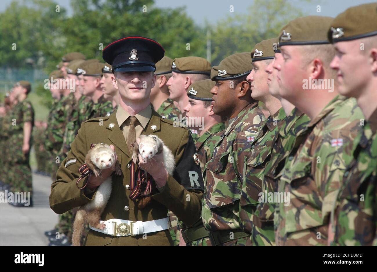 Ferrets Quibec and Imphal on parade at the first ever parade by the 1st ...