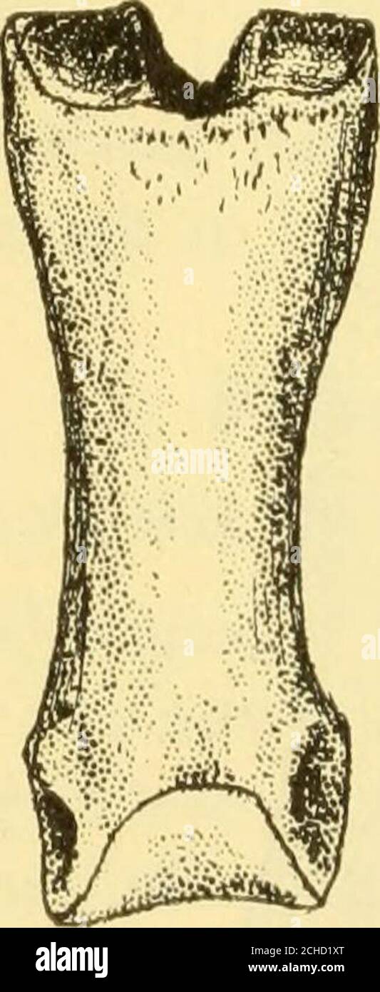 . The Deseado formation of Patagonia . Fig. 149. Right femur, back view—1/2 natural size. 228 THE DESEADO FORMATION OF PATAGONIA the contour of the shaft. Between these ridges there is awide shallow furrow which also loses itself above in the con-vex surface of the shaft. Measukements Femur, least diam. of the shaftFemur, diameter across the condules 58 mm.148 mm. Physornis sp.? Two phalanges of a size too small to belong to the abovespecies represent a second smaller bird of this type, aboutequal in size to Phororhaciis inflatus. I give a figure ofone toe but would wait for mure typical mater Stock Photo