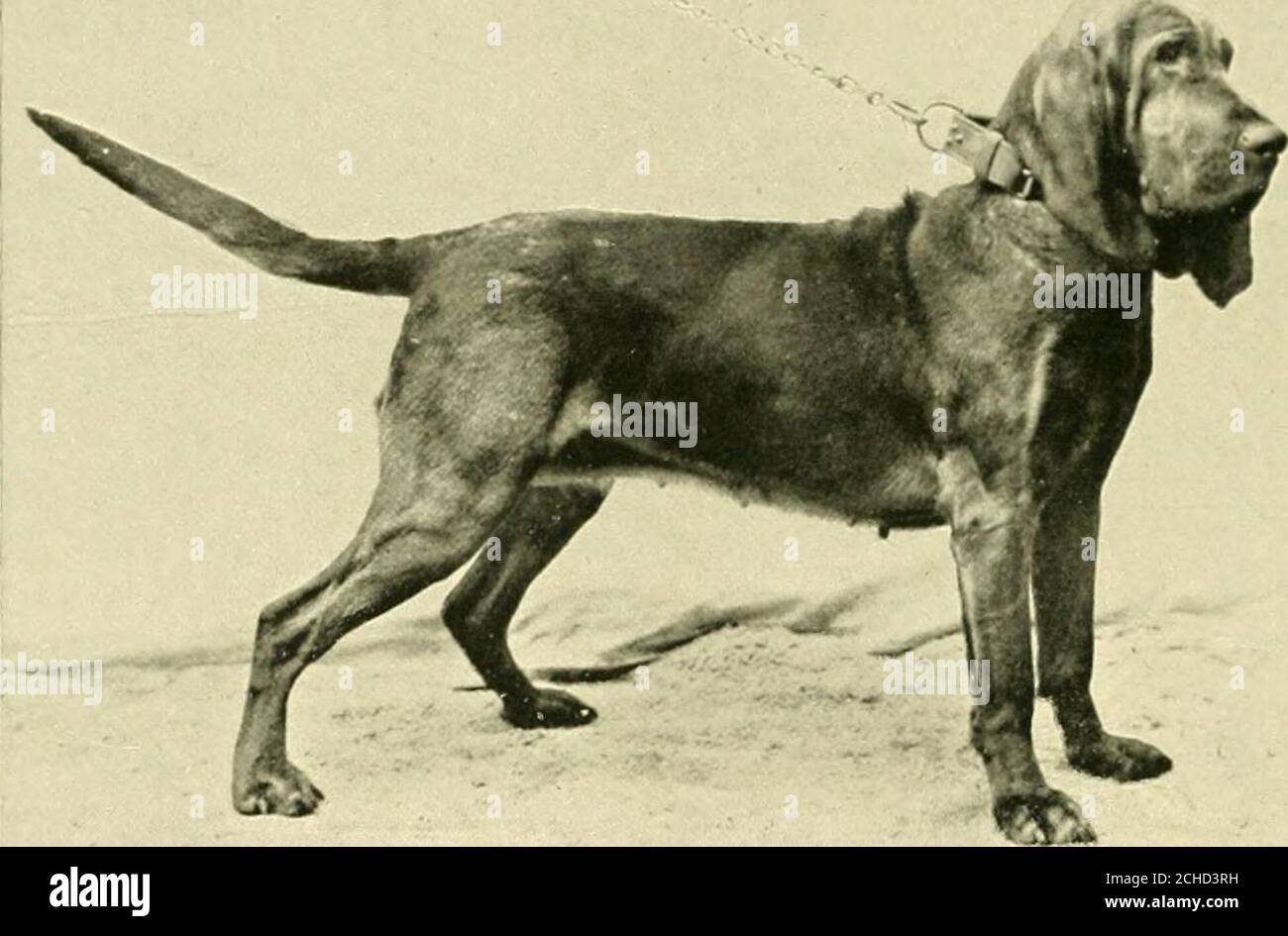 Is Dog Breeding Legal