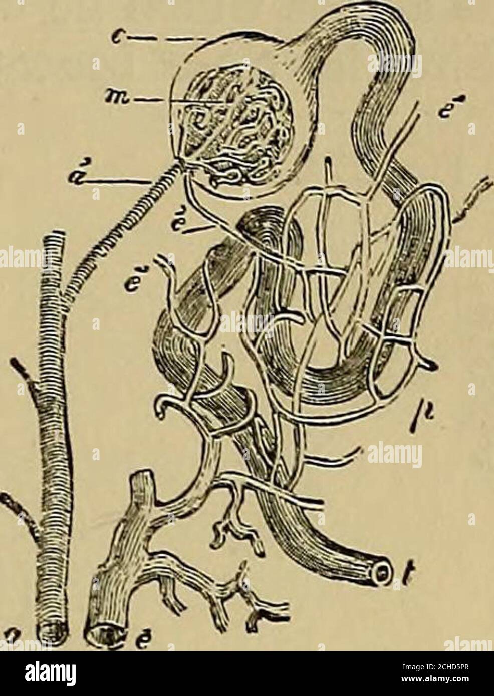 Interlobular Artery Nephron