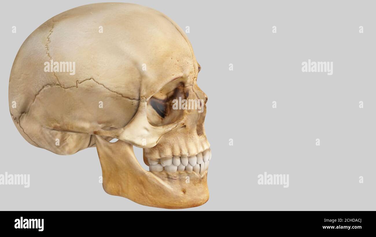 Bump Head High Resolution Stock Photography And Images Alamy Bump Head High Resolution Stock Photography And Images Alamy