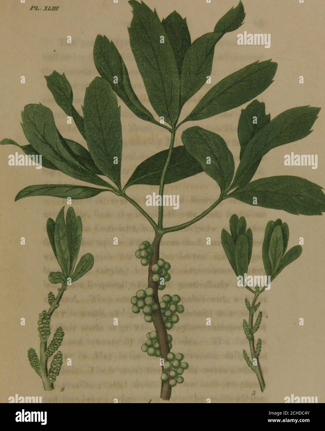 . American medical botany: being a collection of the native medicinal plants of the United States, containing their botanical history and chemical analysis, and properties and uses in medicine, diet and the arts, with coloured engravings (Volume 3) . Barren flower. Fig. 4. Fertile flower. Fig. 5. Fetal. Fig. 6. Stamens and rudiment of a style in the barren flower. Fig. 7. Germ, style and abortive stamens in the fertile flower. MYRICA CERIFERA. Wax Myrtle, PLATE XLIIL Almost every region of the United Statesproduces varieties of the Wax myrtle. Michauxconsiders them all as belonging to one spec Stock Photo