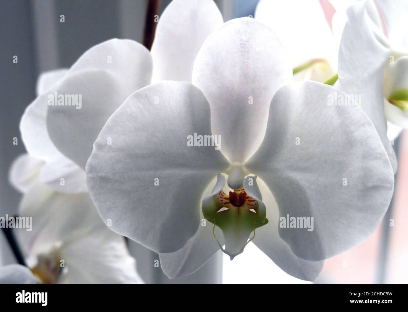 London house white orchids against window light Stock Photo