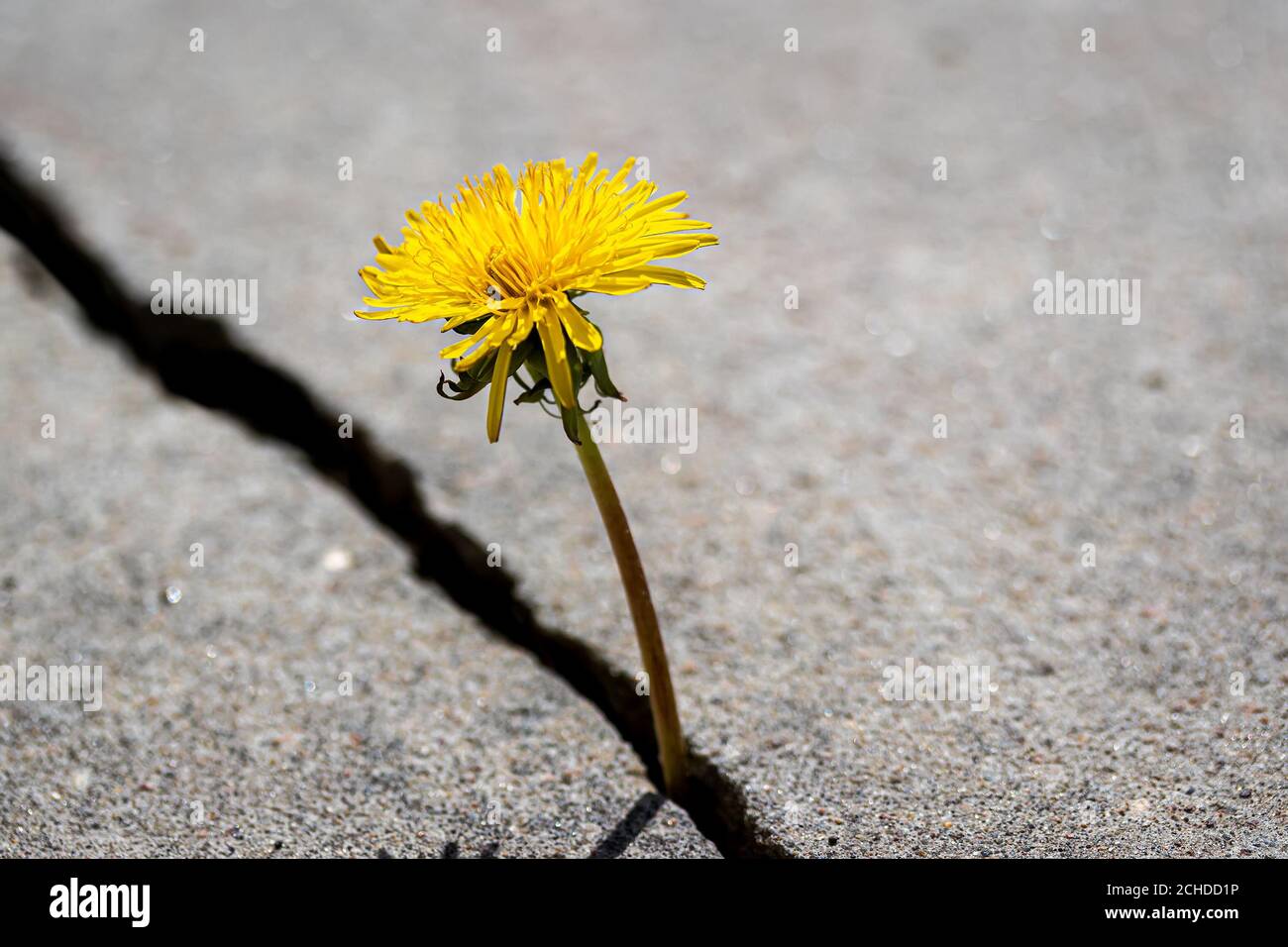 A yellow dandelion flower growing from a crack in concrete or cement