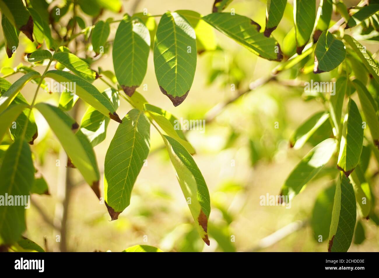 walnut tree green leaves with dry brown ends on the tree Stock Photo