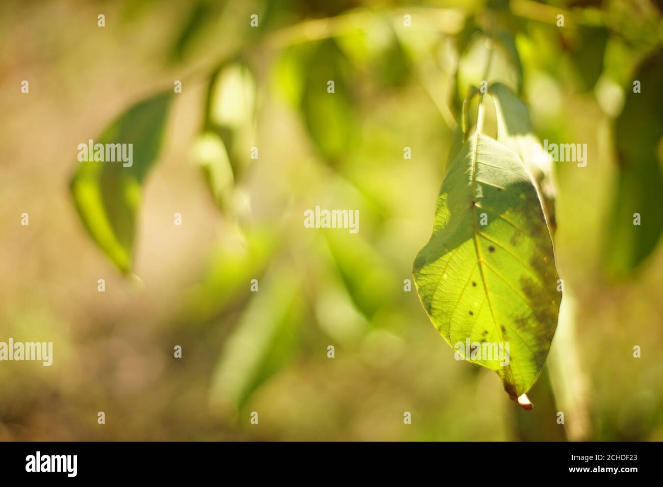 walnut tree green leaf closeup on the tree branch. Stock Photo