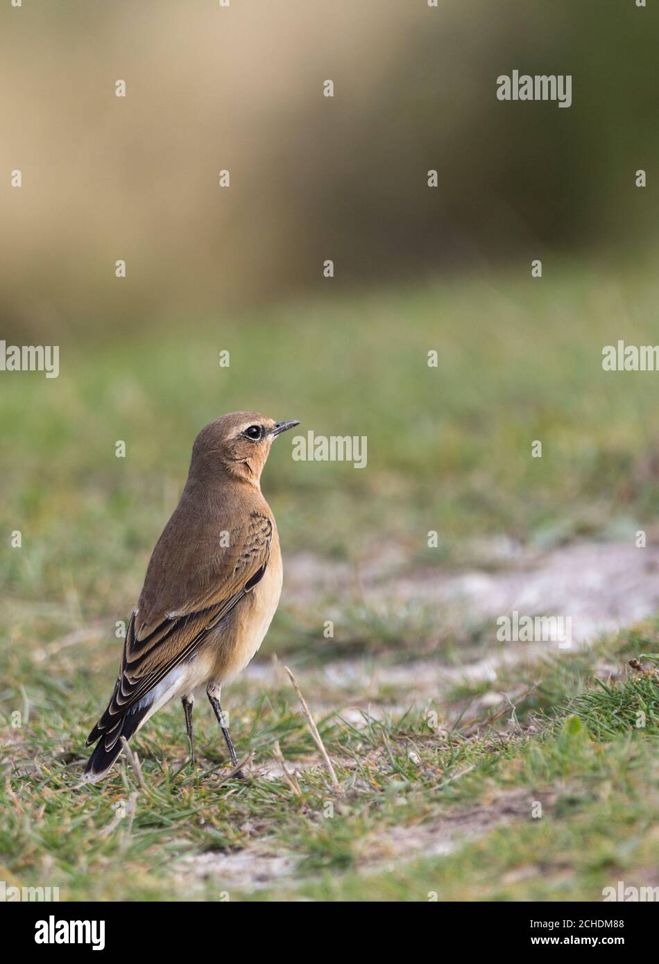 Wheatear Oenanthe oenanthe female migrant to UK sandy brown plumage black and white tail feathers pale stripe over eye wheat shape patch behind eye Stock Photo