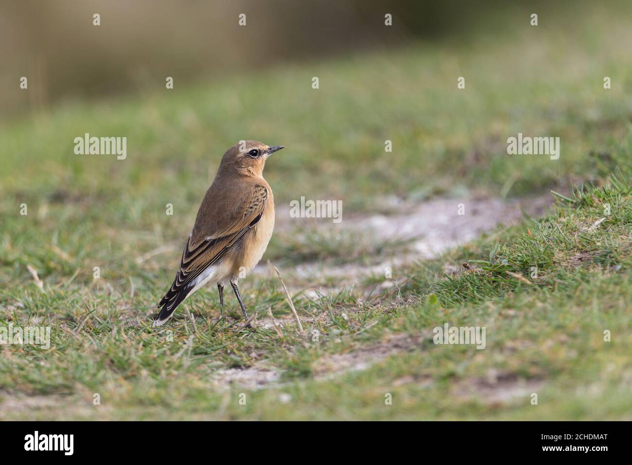 Wheatear Oenanthe oenanthe female migrant to UK sandy brown plumage black and white tail feathers pale stripe over eye wheat shape patch behind eye Stock Photo