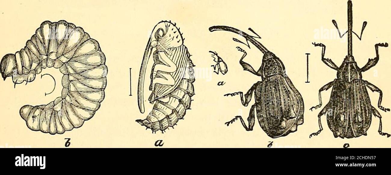 . Injurious insects and the use of insecticides [microform] : a new descriptive manual on noxious insects, with methods for their repression . d, emerging the following summer as flies. Remedies.—Fortunately this insect has not heretofore seriouslyinjured cultivated fruits, except in a few States, and in these the pesthas been confined to rather limited areas, and has shown markedpartiality for summer and autumn varieties, of fruit. It, however,commonly infests our wild crab-apples and haws in all parts of thecountry. It is not possible to destroy the apple maggots by the use of arsenitesor ot Stock Photo