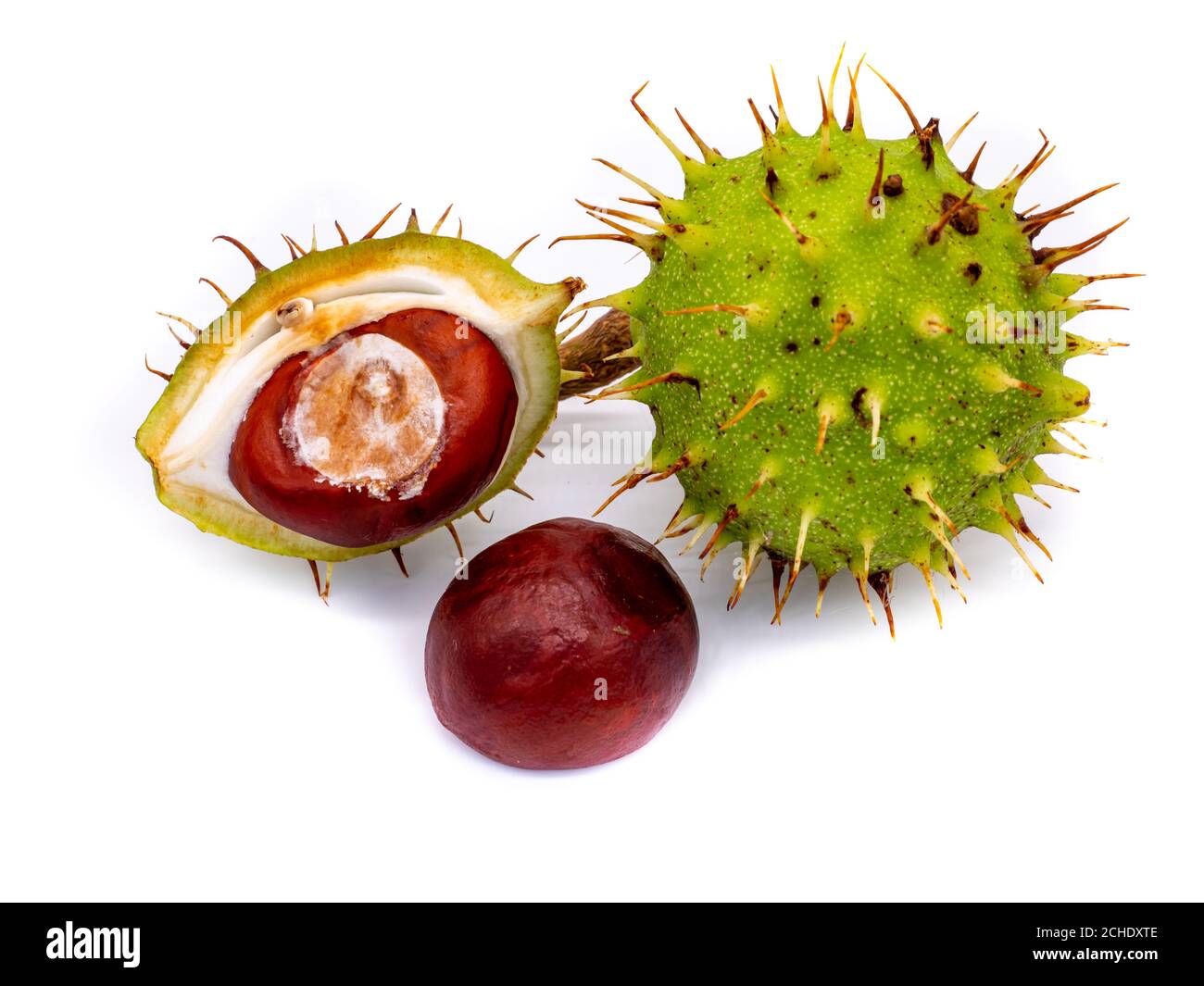 Horse chestnut isolated on white background Stock Photo
