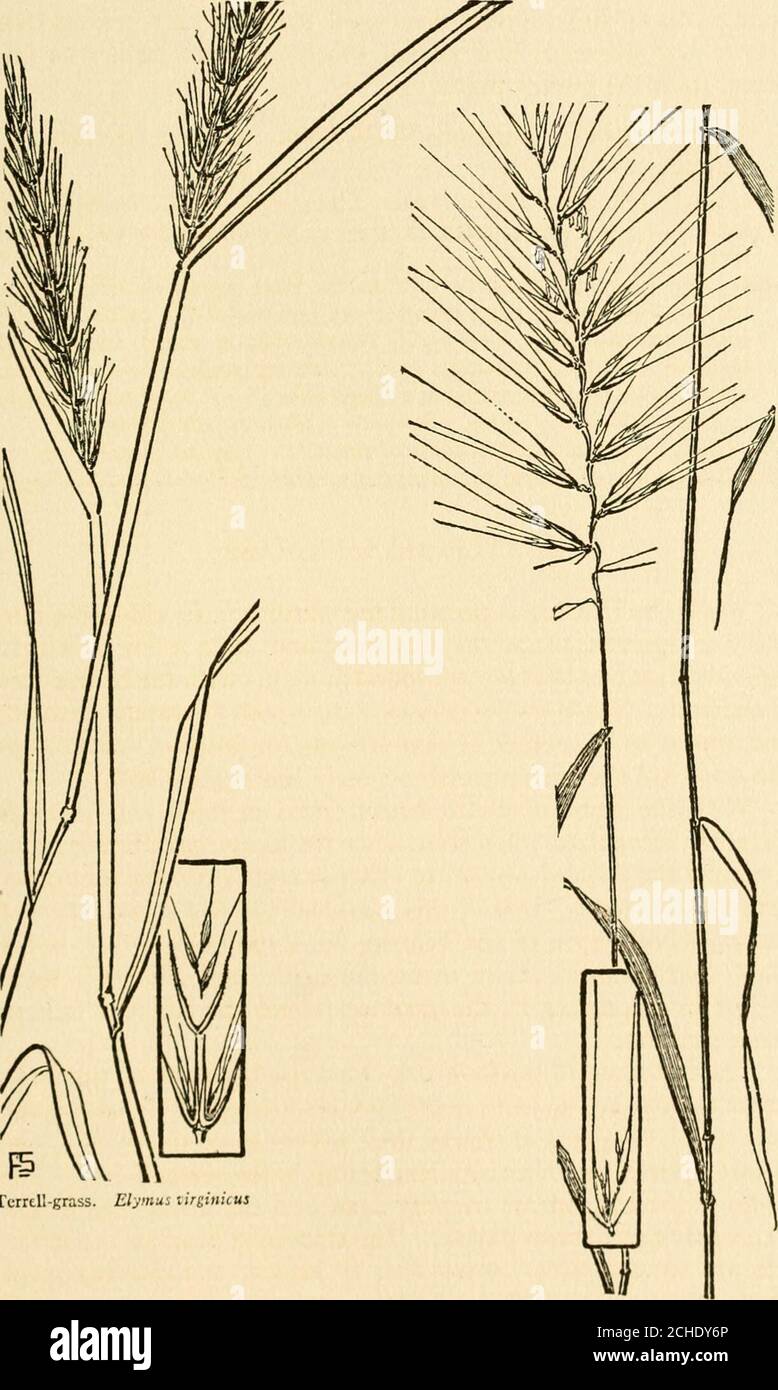 . The book of grasses : an illustrated guide to the common grasses, and the most common of the rushes and sedges . f against leaf. With the name of Bottle-brush Grass in mind this plant isinstantly recognized when seen, since the loose, spreading spike isso unlike the flowering-heads of other grasses, even those of otherlong-awned species. About this grass there is ever a suggestion ofthe aristocrat, none of the beggars for a roothold is this, but aplant that condescends in using the earth, and confers a royalfavour by appearing in the shadows where the sunlight falls inbroken gleams. The tall Stock Photo