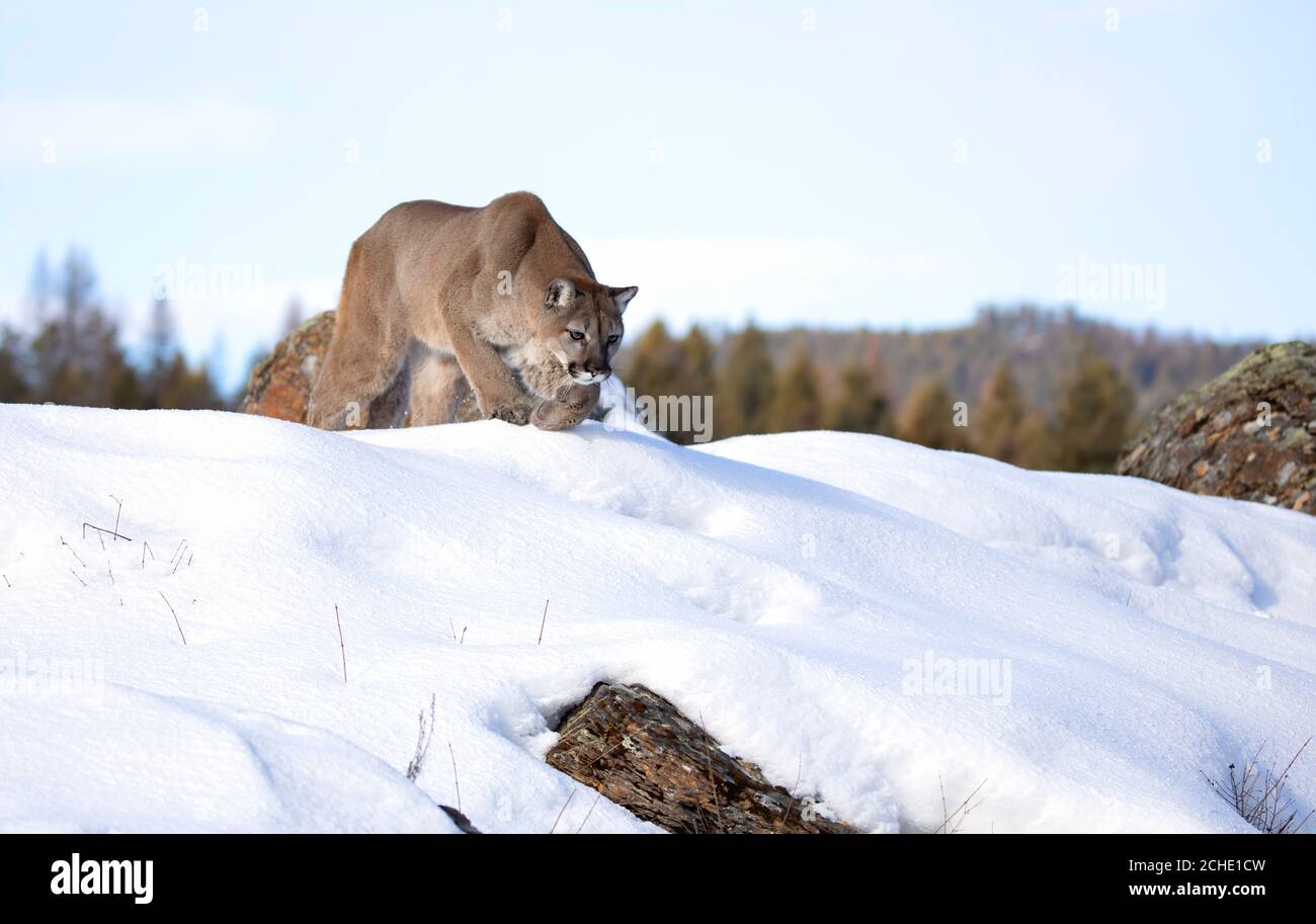 Cougar or Mountain lion (Puma concolor) walking in the winter snow in Montana, USA Stock Photo