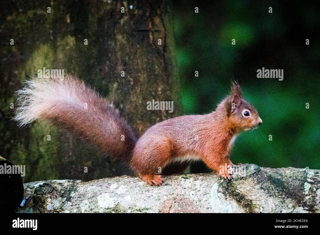 A red squirrel foraging for food in the woodlands outside Mount Stewart in Co. Down, A National Trust-led initiative on the Ards peninsula in Co Down has delivered a revival of the red squirrel population after years of decline due to invading greys. Stock Photo