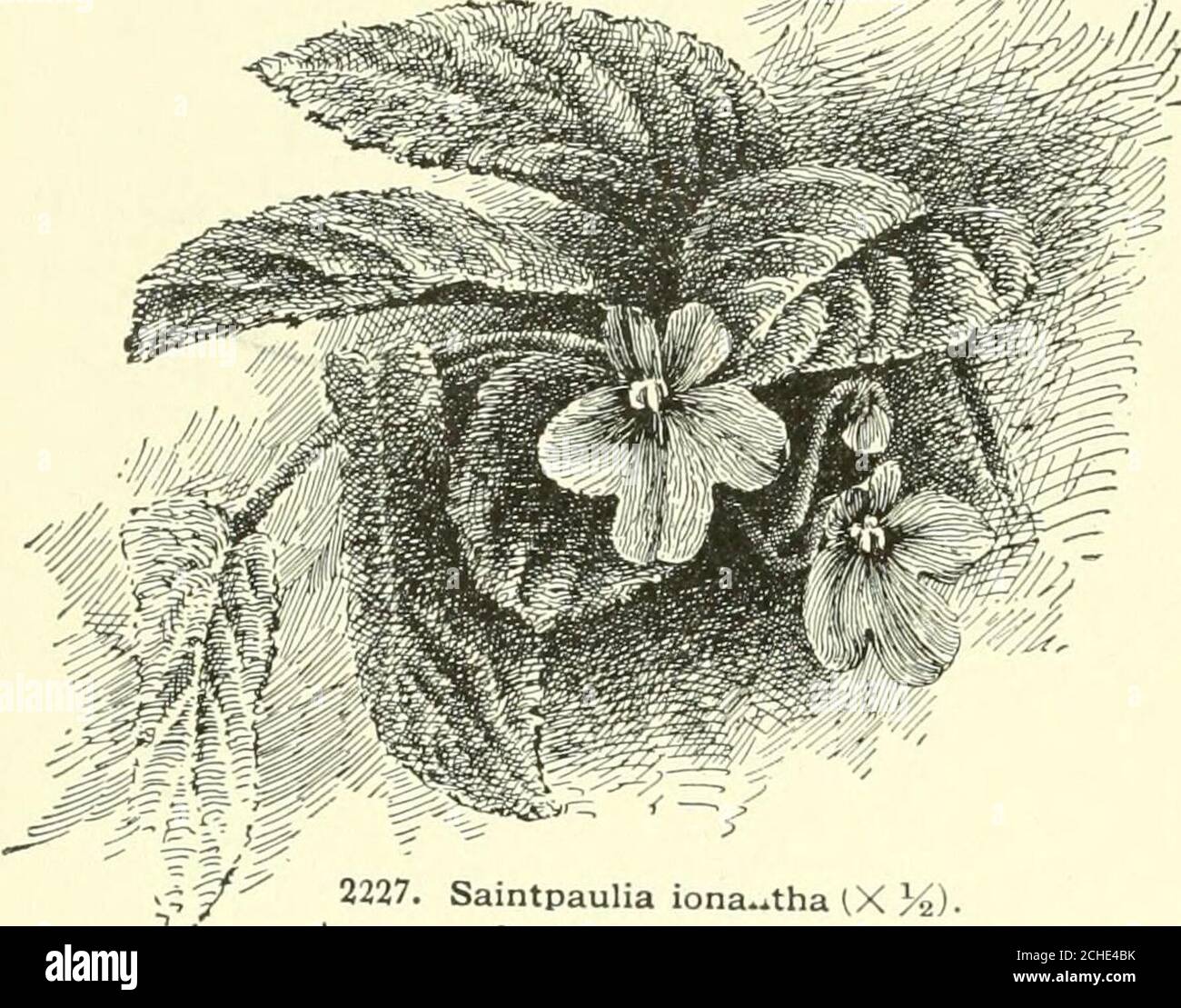 . Cyclopedia of American horticulture, comprising suggestions for cultivation of horticultural plants, descriptions of the species of fruits, vegetables, flowers and ornamental plants sold in the United States and Canada, together with geographical and biographical sketches, and a synopsis of the vegetable kingdom . yrum stans. Also appliedto species of Hypericum, Primula and Symphoricarpus. SAINTPAtLIA (from the discoverer of the plant,Baron Walter von Saint Paul). Gesnercicew. UsambaraViolet. A monotypic genus from eastern tropicalAfrica, where it was found growing in wooded places infissure Stock Photo