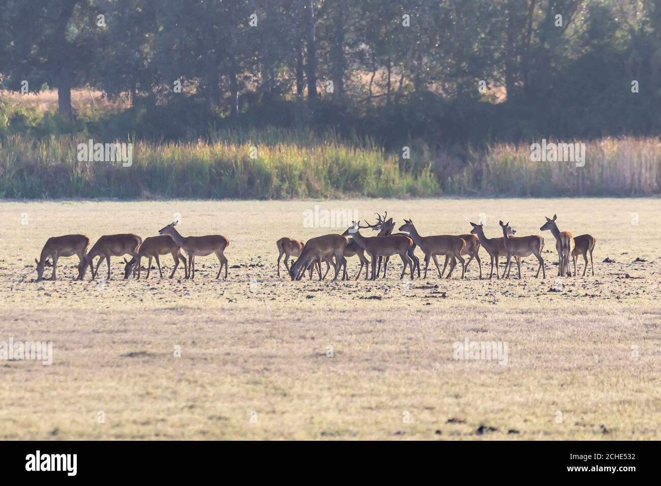 A male deer with his herd of female deer in the process of bellowing during mating season. Marismas del Rocio Natural Park in Donana National Park at Stock Photo