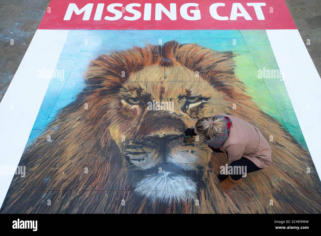 A 6 x 4 meter chalk 'missing cat' poster, commissioned by National Geographic's Big Cats Initiative and created by street artist Dean Zeus Colman, is unveiled in Paternoster Square, London to highlight the worrying demise of lions. Stock Photo