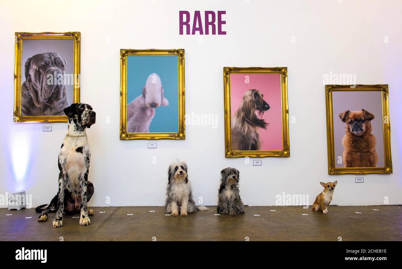 Frasier, a Great Dane, Pixel and Dot, Collie Cross Poodles and Manuel, a Chihuahua attend the Facebook Watch launch of 'The National Paw-trait Gallery', the world's first gallery for dogs, at Protein Gallery in Shoreditch, London. Stock Photo