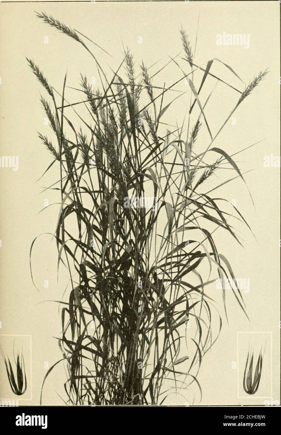 Tall Rushes . The book of grasses : an illustrated guide to the common grasses, and ...