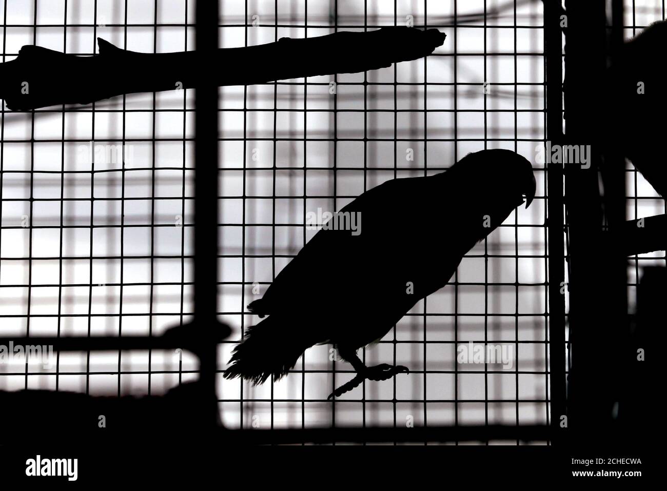 Birds for sale colombo hires stock photography and images Alamy