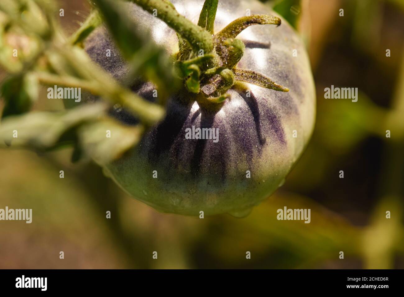 Macro Green Tomato on Vine Stock Photo