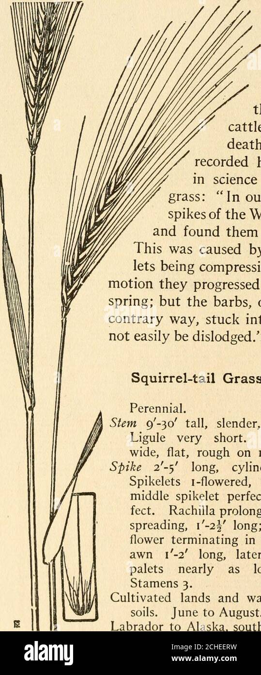 . The book of grasses : an illustrated guide to the common grasses, and the most common of the rushes and sedges . S(]uirrel-tail Grassilordeum jubatum The Book of Grasses placesmore It is a tufted annual, bearing looser sheaths, narrower,compressed spikes, and larger spikelets than does the Squirrel-tail Grass, butits presence renders hayfully as valueless sincethe sharp awns, likethose of the more com-mon species, penetratethe flesh of sheep andcattle, and occasionally causedeath. An English botanistrecorded his earlier achievementsscience when he wrote of thisgrass: In our youth we put inve Stock Photo