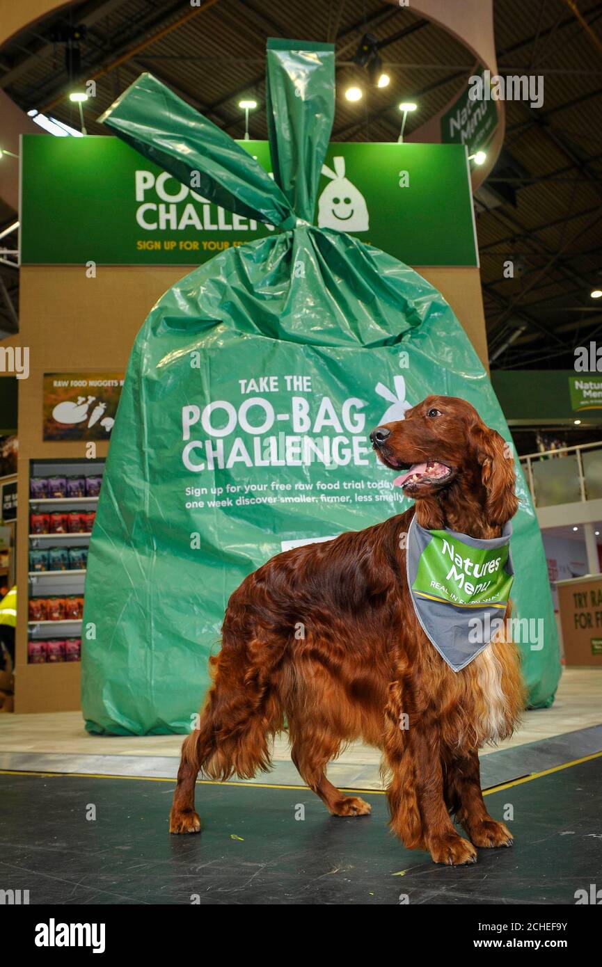 EDITORIAL USE ONLY Phen, the Irish Red Setter, next to a 4metre tall