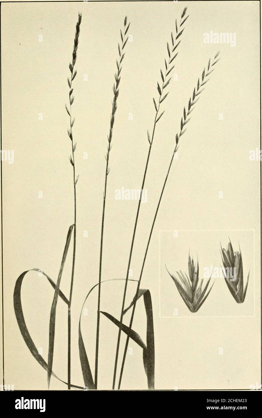 . The book of grasses : an illustrated guide to the common grasses, and the most common of the rushes and sedges . &lt; i,K.SS (Lolium pcrcini I Naiural size. Spikclcls enlarged by two. COUCH-GRASS (.t i:n)t&gt;vn&gt;n )cpens). One h.ilf natural size. Spikelcls enlarged by two Illustrated Descriptions of the Grasses f or with their backs to the stem, while in Couch-grass the spikeletsare closely placed with their sides against the axis of the spike.Couch-grass grows with the energy of the ^ .^ ^ j, fabled hydra. .^^^ ^^^ MT, and where one of the dark green stems is cut, halfa dozen rise to Stock Photo