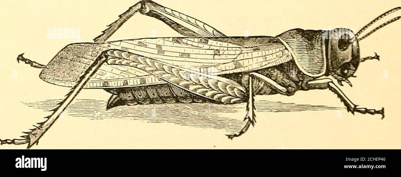 . Injurious insects and the use of insecticides [microform] : a new ...