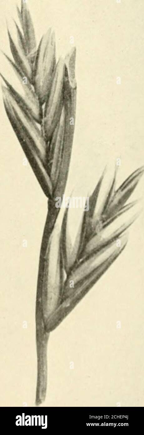 . The book of grasses : an illustrated guide to the common grasses, and the most common of the rushes and sedges . ternate notches of the rachis; edge of each spike-let (or backs of the scales) turned toward the rachis. Two emptyscales in terminal spikelet, only one empty scale in other spikelets.Empty scale acute or obtuse, dark green, thick, strongly nerved;flowering scales acute or short-awned, occasionally obtuse; paletsnearly as long as flowering scales. Stamens 3. Fields, waysides, and waste grounds. June to August. Canada to North Carolina and Tennessee, also in California and Arizona. Stock Photo