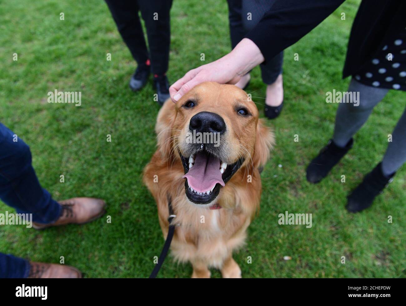 EDITORIAL USE ONLY Buster the Golden Retriever, belonging to David Torrance MSP, at this year's Holyrood Dog of the Year competition, organised jointly by Dogs Trust and the Kennel Club at the Scottish Parliament Gardens in Edinburgh. Stock Photo