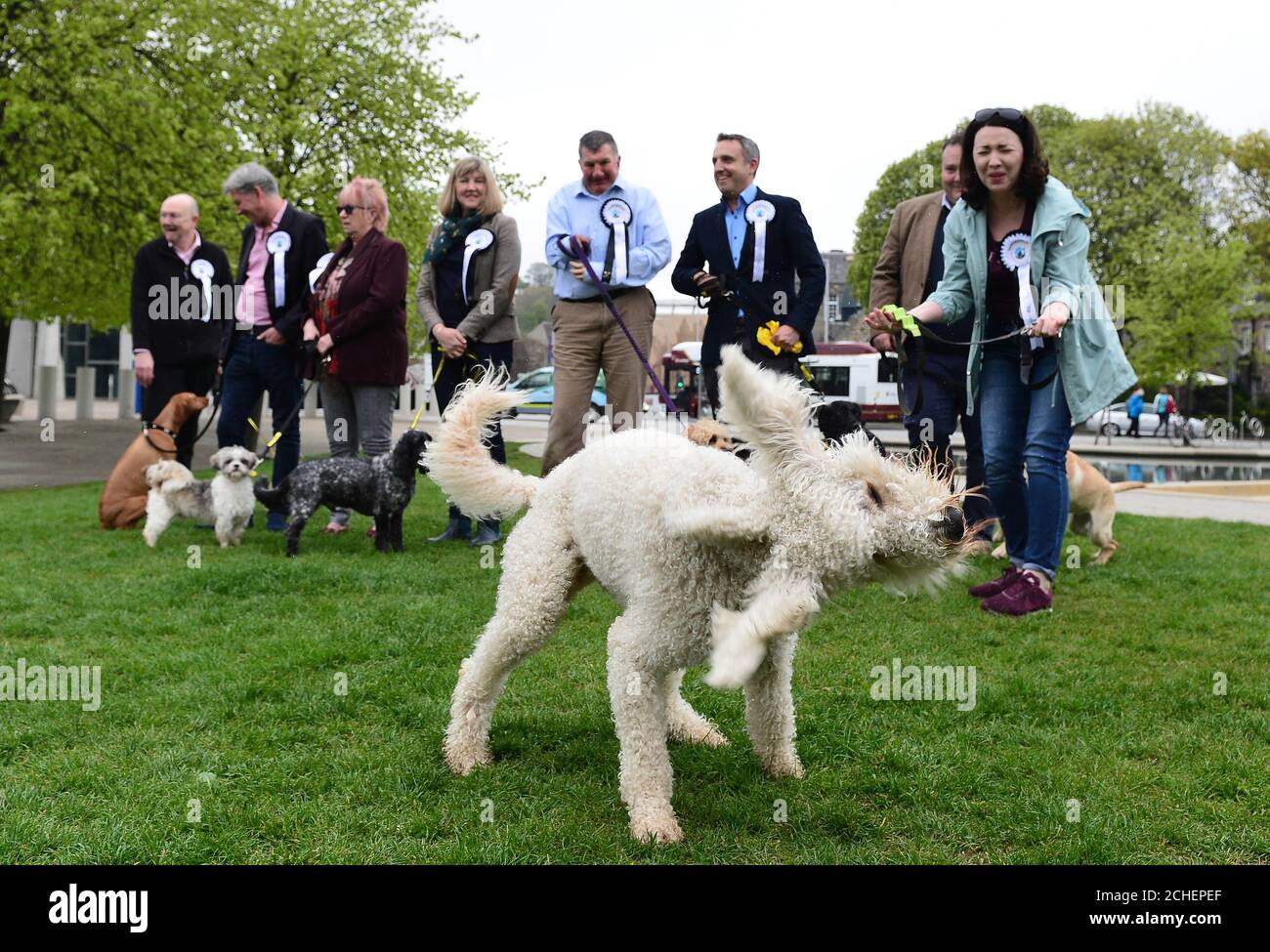 Cuillin, a Labrador cross Poodle, belonging to Monica Lennon MSP at this year's Holyrood Dog of the Year competition, organised jointly by Dogs Trust and the Kennel Club at the Scottish Parliament Gardens in Edinburgh. Stock Photo