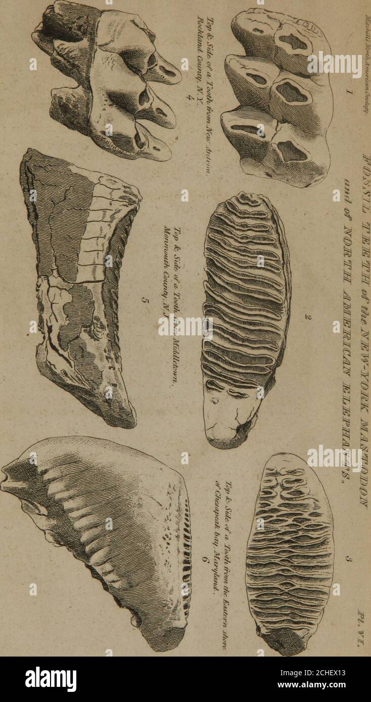 Essay on the theory of the earth . side. Length 6 inches.Mean breadth, 3  inches- Fig. 2. Birds eye view of half the lower jaw, displaying the angle  ofdivergence. There was