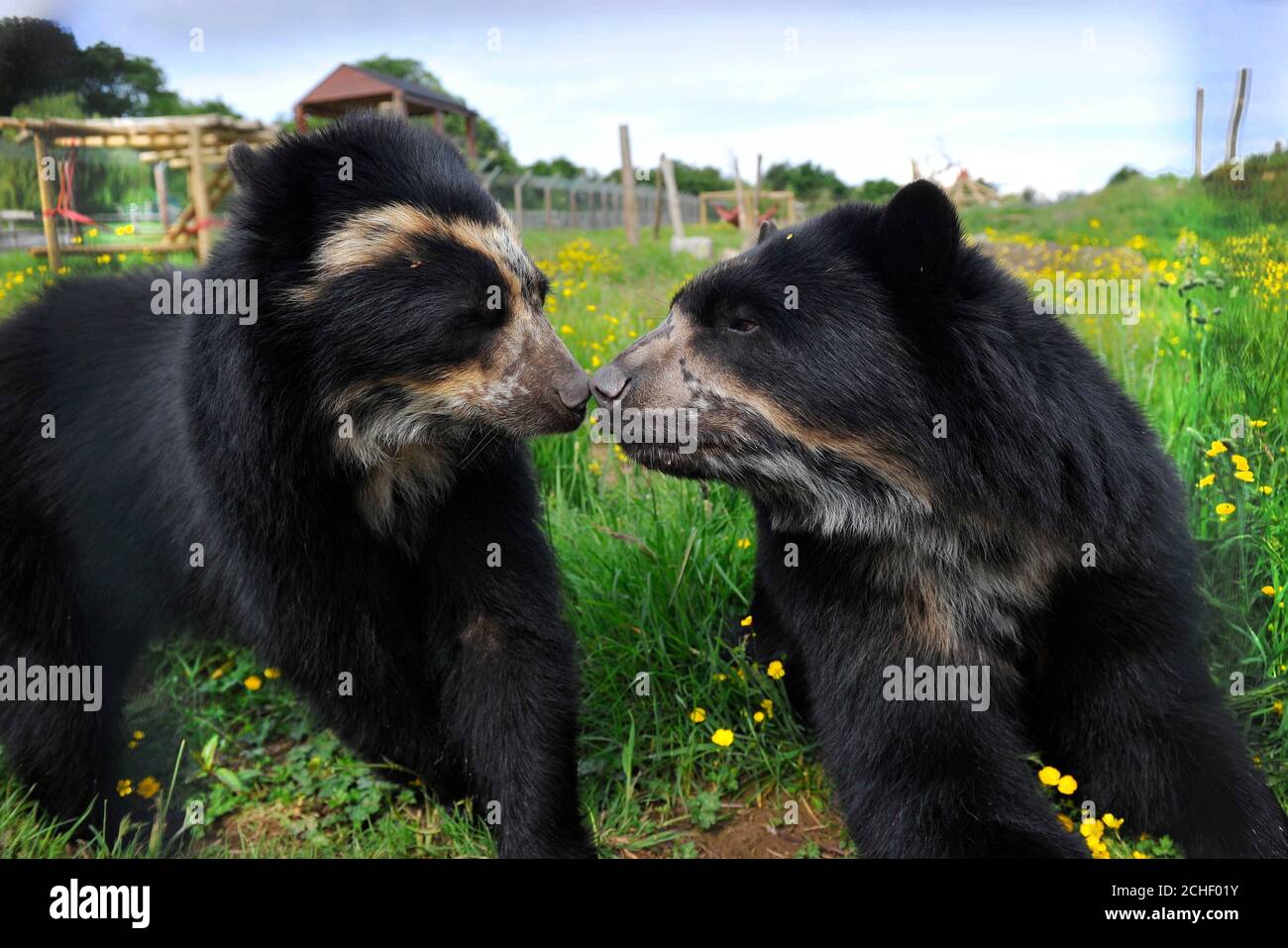 EDITORIAL USE ONLY A pair of Spectacled Bears Madidi (female, left) and Rasu (male), meet at their new home at NoahÕs Ark Zoo Farm, Bristol. Stock Photo