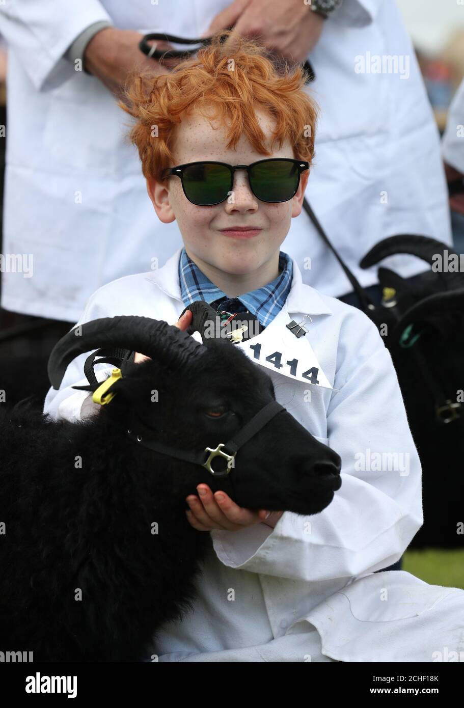 Sheep during judging at the royal show hires stock photography and