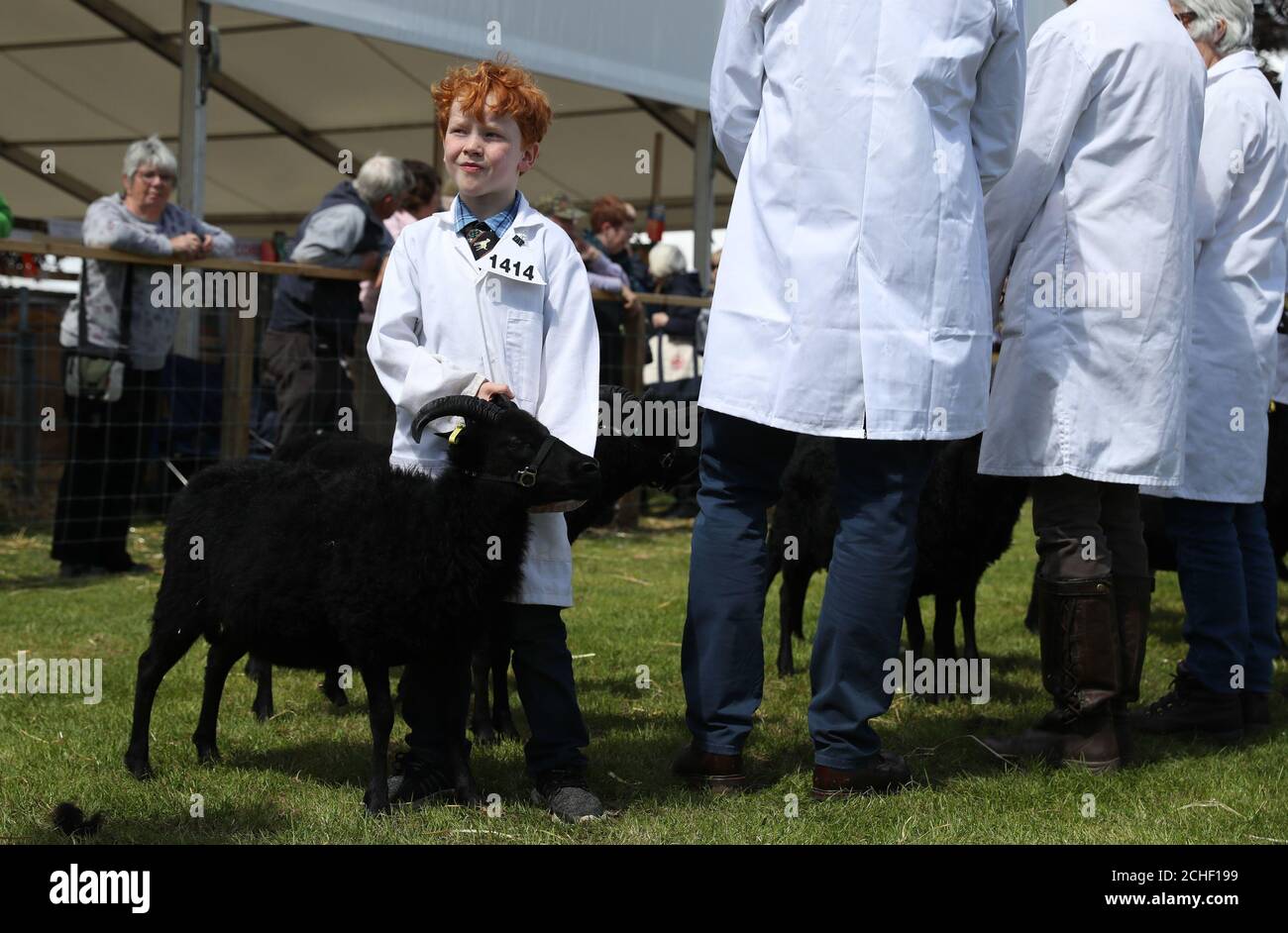 Ardoch hebridean sheep hires stock photography and images Alamy
