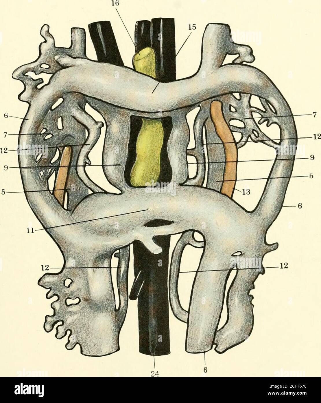 . The American journal of anatomy . 5 229 PLATE 5 EXPLANATION OF FIGURE 6 Reconstruction of a 6 mm. Tragulus embryo. Collection No. 205. X 100.Showing the region of the sub-hepatic sinus in ventral view. 5, post-cardinalvein; 6, umbilical vein; 7, umbilico-post-cardinal plexus; 9, omphalo-mesentericvein; 11, sub-hepatic sinus; 12, sub-cardinal vein; 13, Wolffian duct; 15, Sinusvenosus; 16, intestine; 24, aorta. 230 VEINS AND LYMPHATICS IN TRAGULUS FREDERICK TILNEY PLATE 5. 231 PLATE 6 EXPLANATION OF FIGURE 7 Reconstruction of a 20 mm. Tragulus embryo. Collection No. 202. X 100.Showing the axia Stock Photo