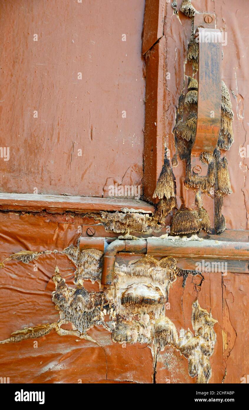 Bracket Fungus on door Stock Photo Alamy