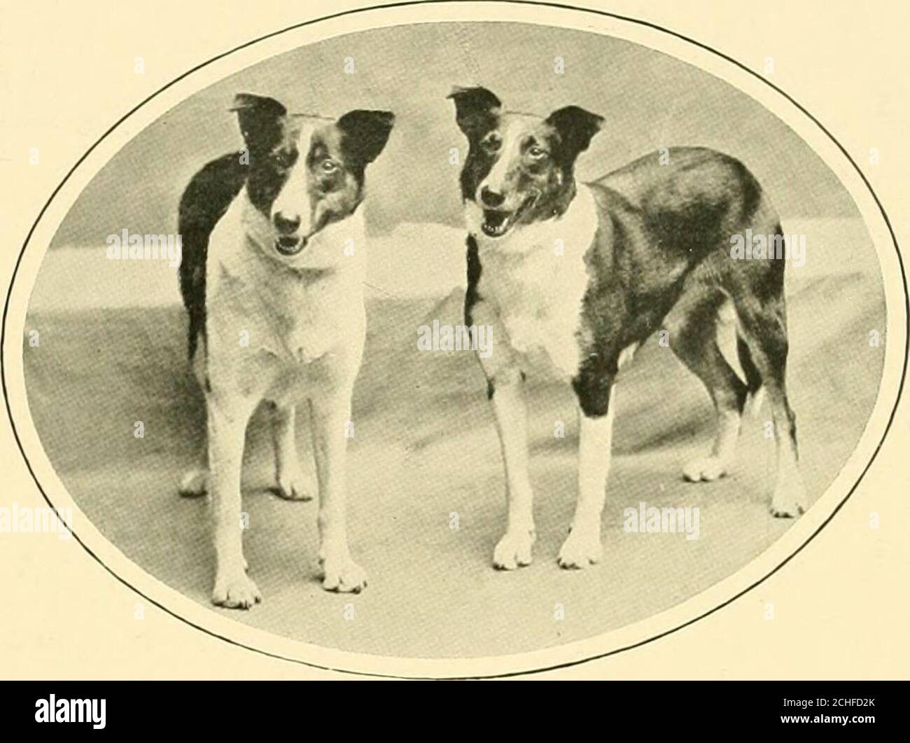 Why Do Puppies Hide Their Face