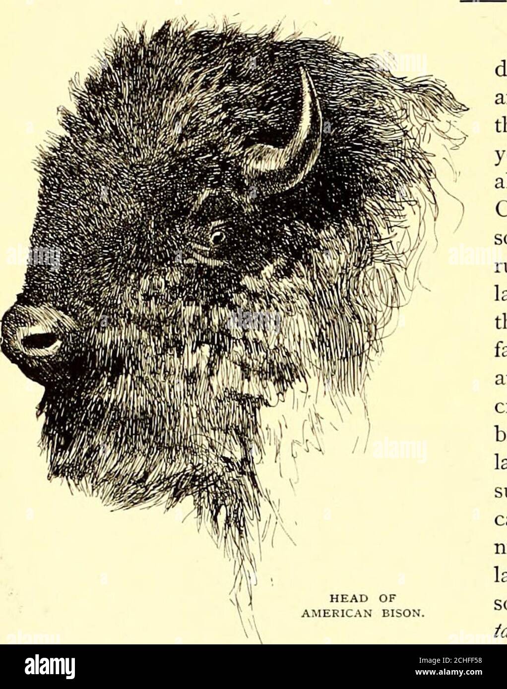 St. Nicholas [serial] . Vol. XXII.—85. THE BUFFALO, MUSK-OX, MOUNTAIN  SHEEP,AND MOUNTAIN GOAT. {Fifteenth paper of the series on North American  Quadrupeds.) By William T. Hornaday. □. HEAD OFAMERICAN BISON. In