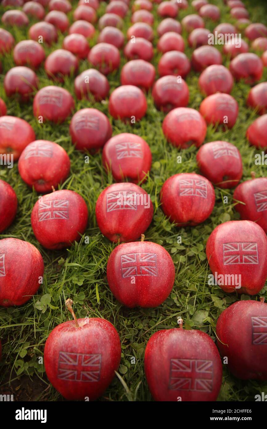 EDITORIAL USE ONLY An apple grower in Kent laser cuts 365 British apples with the Union Jack to mark the start of the British apple season. Stock Photo