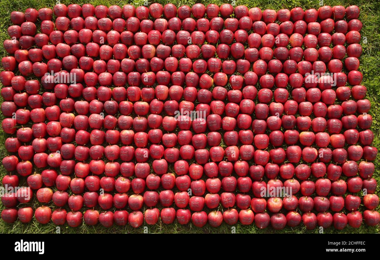 An apple grower in Kent laser cuts 365 British apples with the Union Jack to mark the start of the British apple season. Stock Photo
