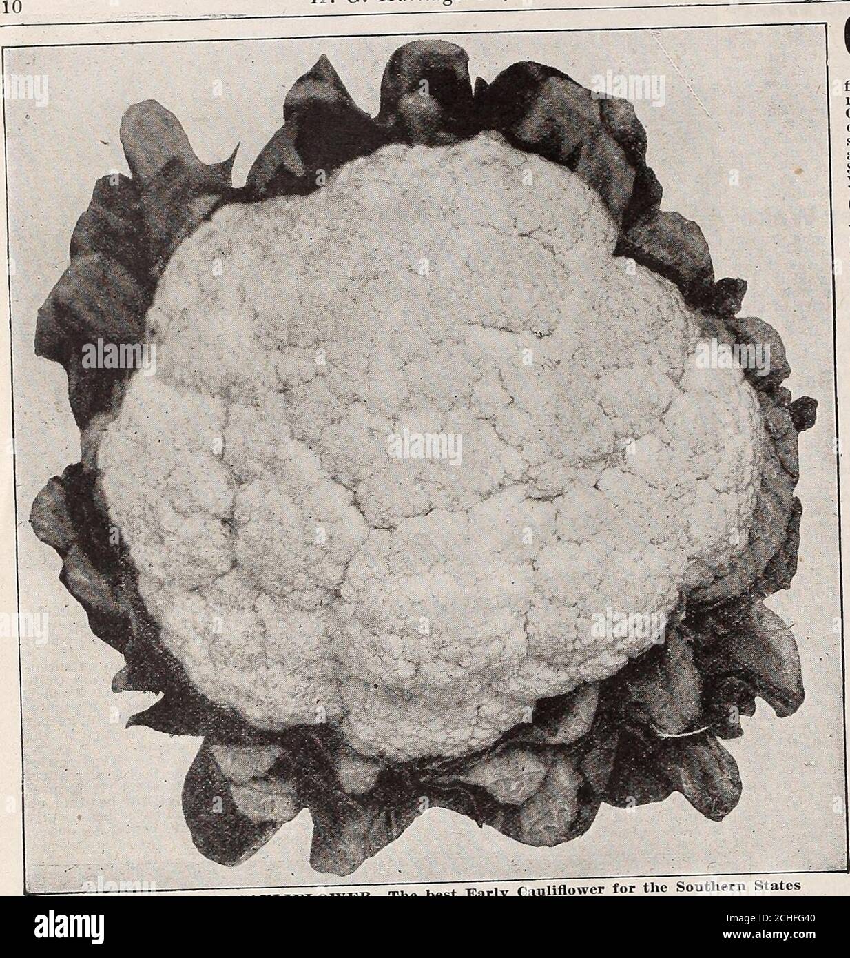 Catalog . Pe Tsai—The Finest in Flavor and Quality of All Chinese Cabbages H.  6. Hastings Co., Seedsmen, Atlanta, Georgia. COLLARDS A^.^M|;FMf Southern  people like them The col- lard is an