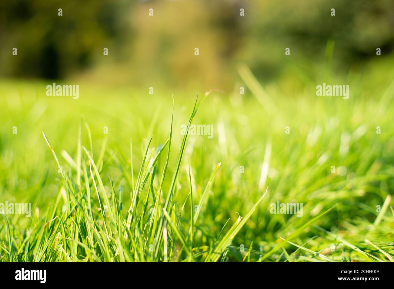 Blades of green grass in a countryside park. Poaceae, lawn, outdoors, summer Stock Photo Alamy